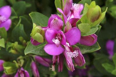 Polygala myrtifolia
